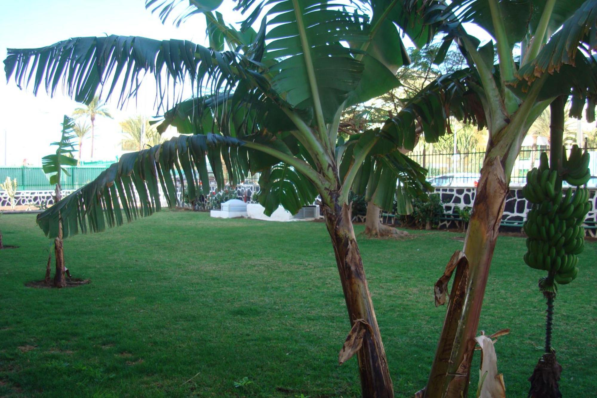 Los Cactus Playa del Ingles  Bagian luar foto