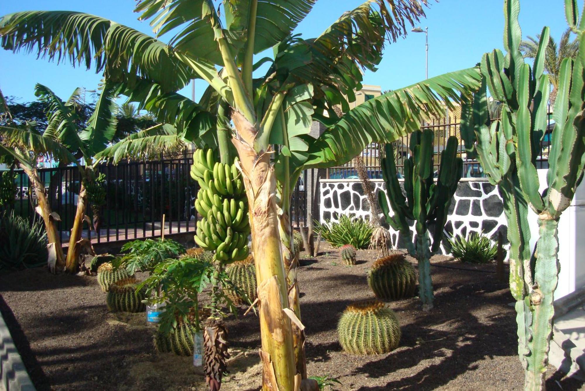 Los Cactus Playa del Ingles  Bagian luar foto