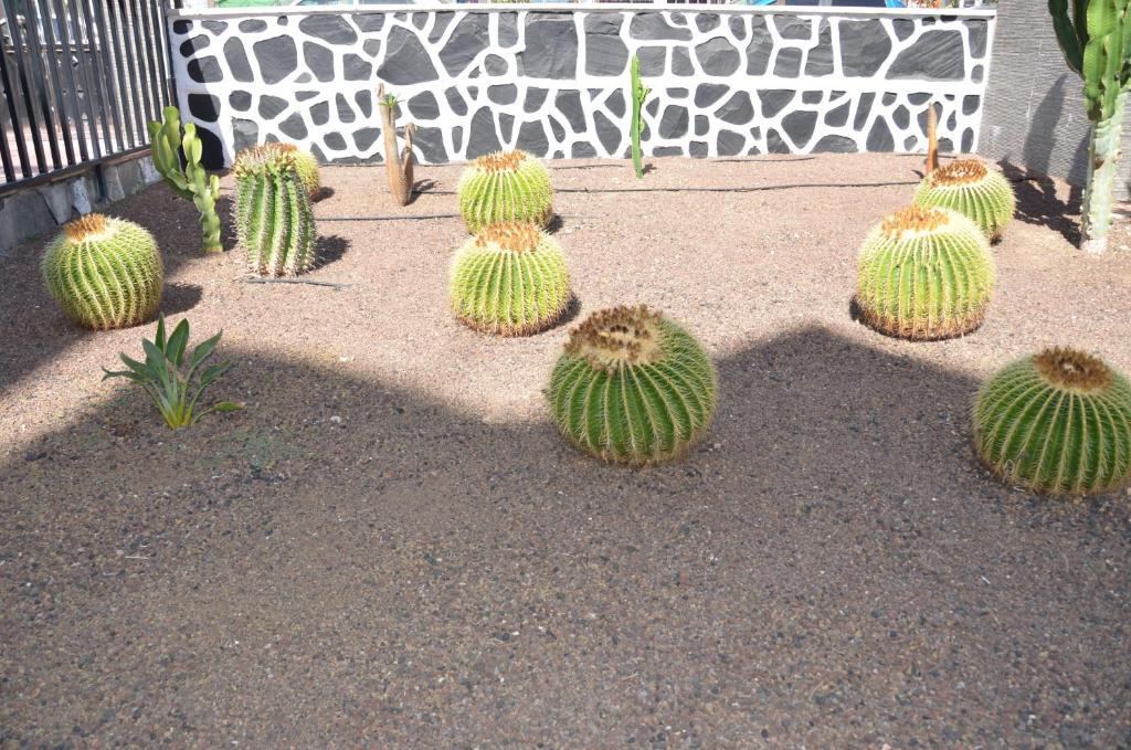 Los Cactus Playa del Ingles  Bagian luar foto